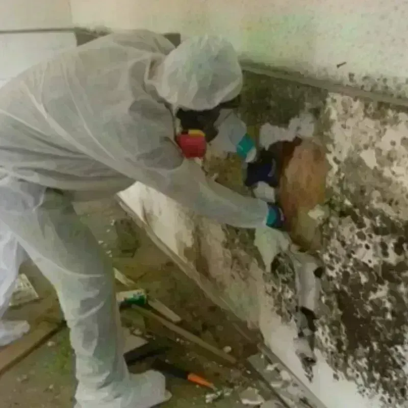 Mold Remediation and Removal in Iberville Parish, LA